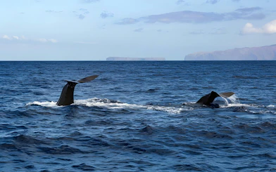 Whale tails emerging from the ocean during a Madeira dolphin and whale watching tour.