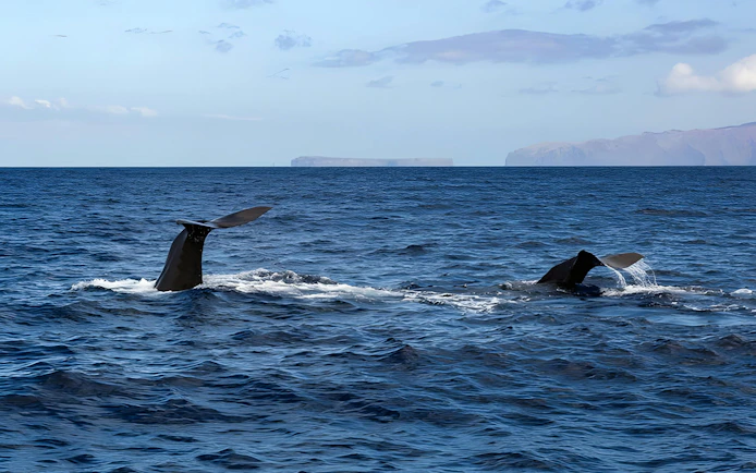 Whale tails emerging from the ocean during a Madeira dolphin and whale watching tour.