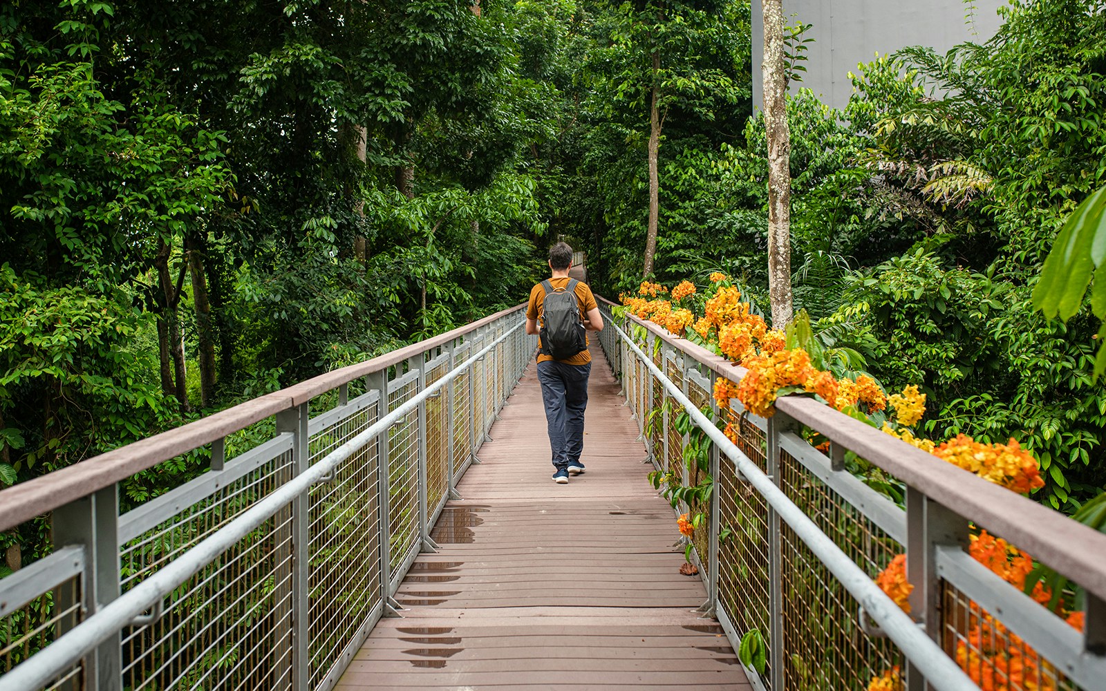 Man walking on a bridge surrounded by lush greenery on Mount Imbiah.