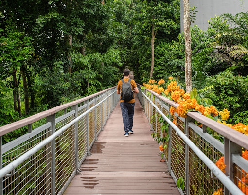 Man walking on a bridge surrounded by lush greenery on Mount Imbiah.