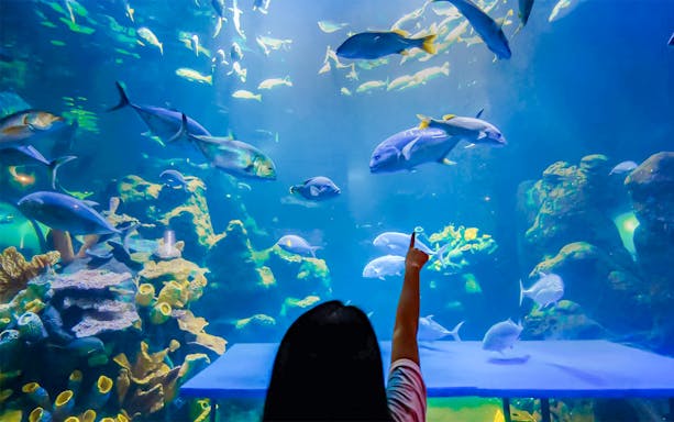 Person pointing at fish in a large aquarium tank, showcasing marine life.