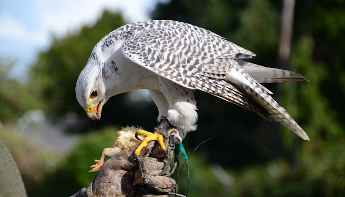What to See at Leeds Castle