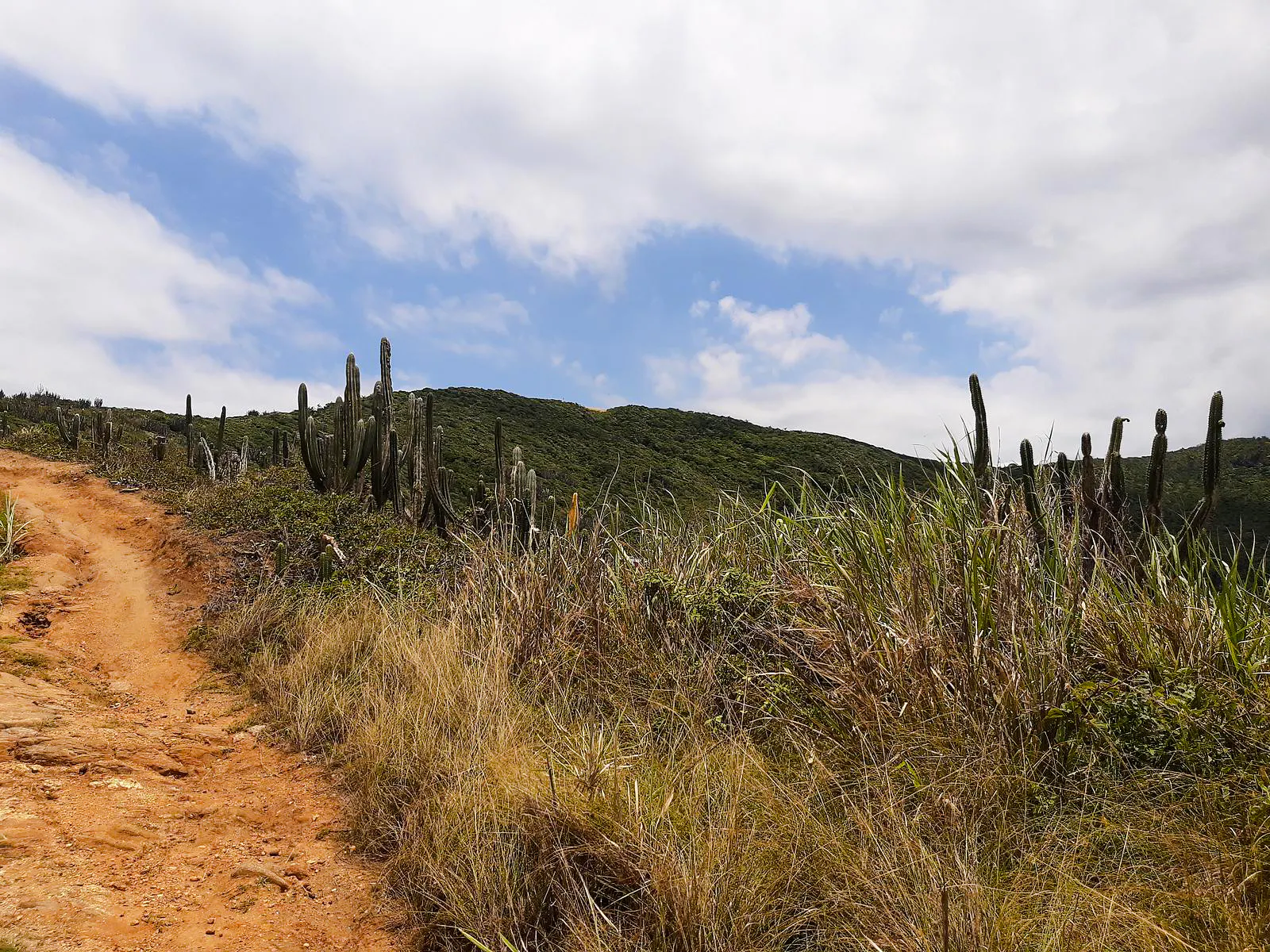 Trail through cacti and grass in Búzios, Rio de Janeiro, under a blue sky.