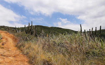 Trail through cacti and grass in Búzios, Rio de Janeiro, under a blue sky.