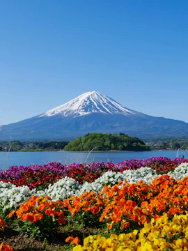 Colorful flower beds with Mount Fuji in the background at Oishi Park, Lake Kawaguchi.