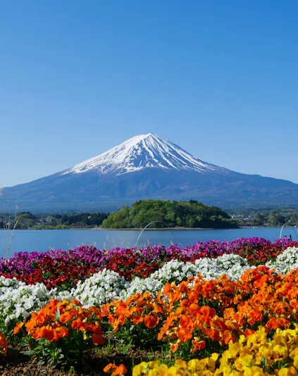 Colorful flower beds with Mount Fuji in the background at Oishi Park, Lake Kawaguchi.