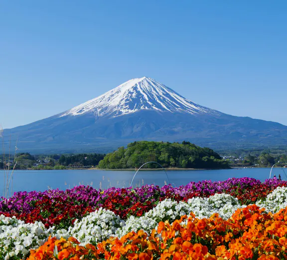 Colorful flower beds with Mount Fuji in the background at Oishi Park, Lake Kawaguchi.