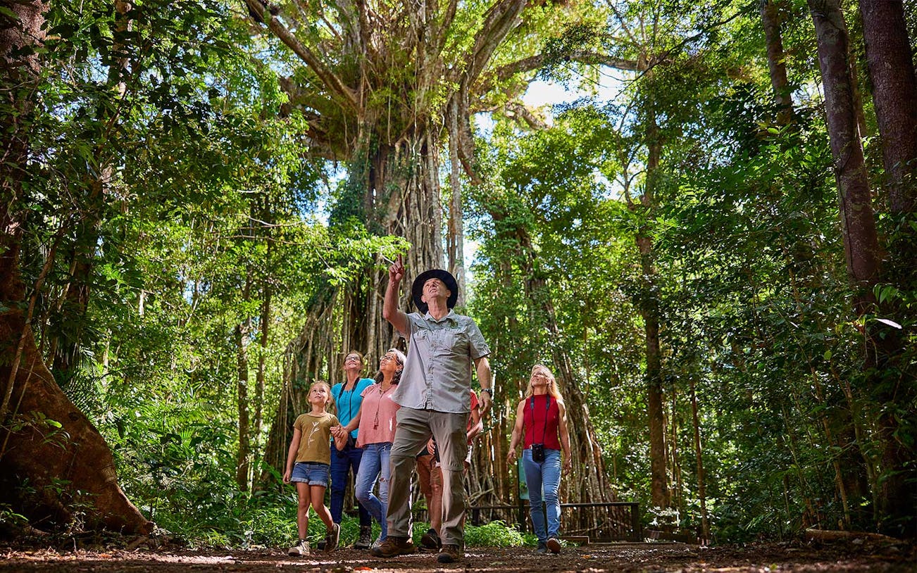 Group exploring lush rainforest on a guided nocturnal wildlife tour.