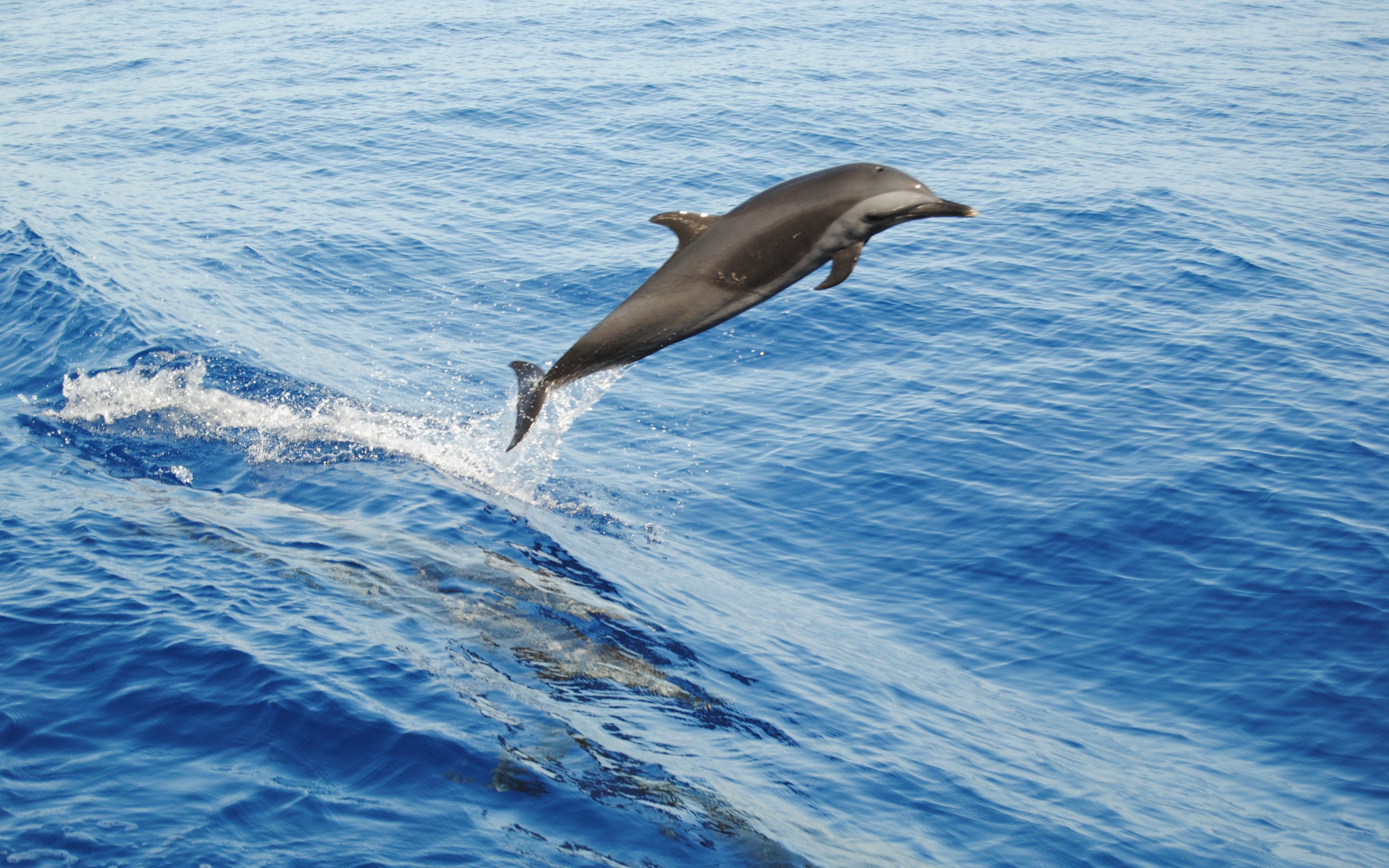 Dolphin leaping in the clear waters of the Red Sea near Giftun Island, Hurghada.