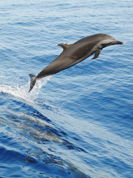 Dolphin leaping in the clear waters of the Red Sea near Giftun Island, Hurghada.