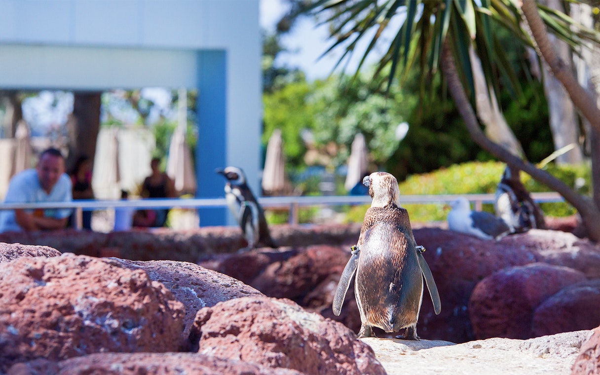 Penguins on rocky terrain at SeaWorld San Diego exhibit.