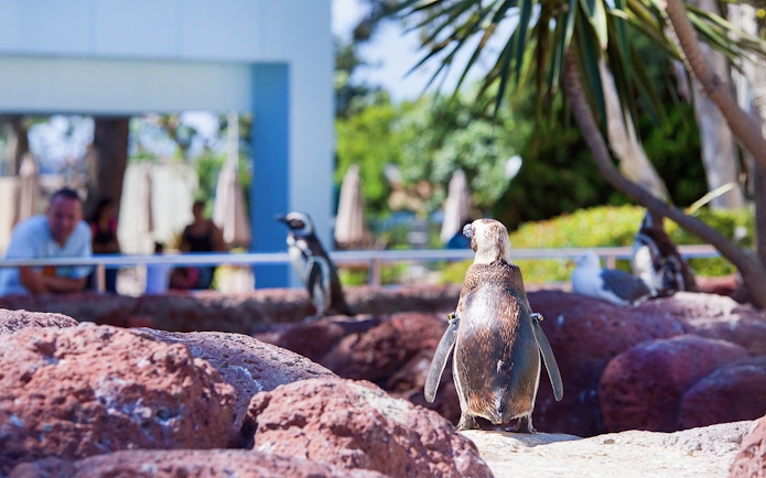Penguins on rocky terrain at SeaWorld San Diego exhibit.
