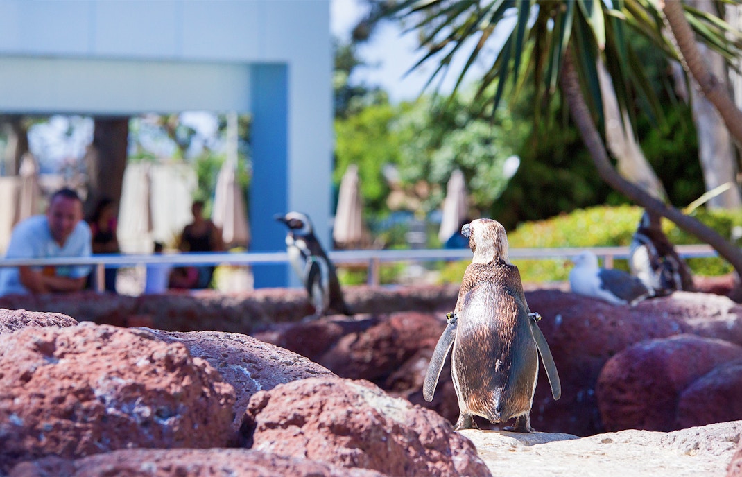Penguins on rocky terrain at SeaWorld San Diego exhibit.
