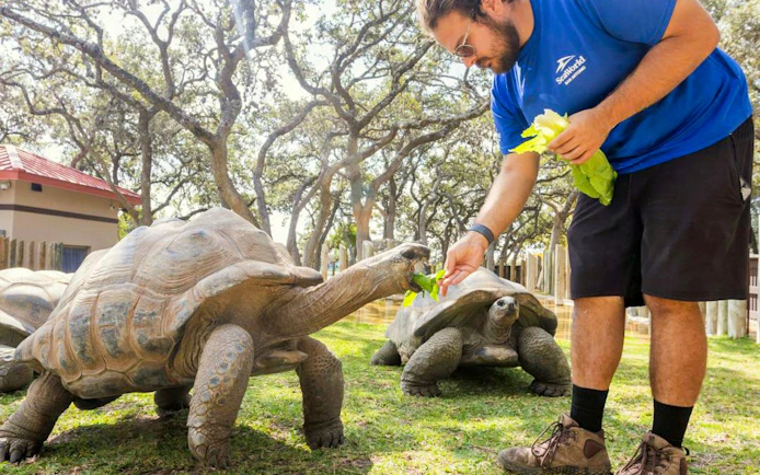 Man feeding tortoises at SeaWorld San Antonio.