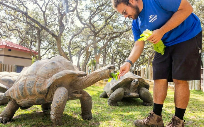 Man feeding tortoises at SeaWorld San Antonio.