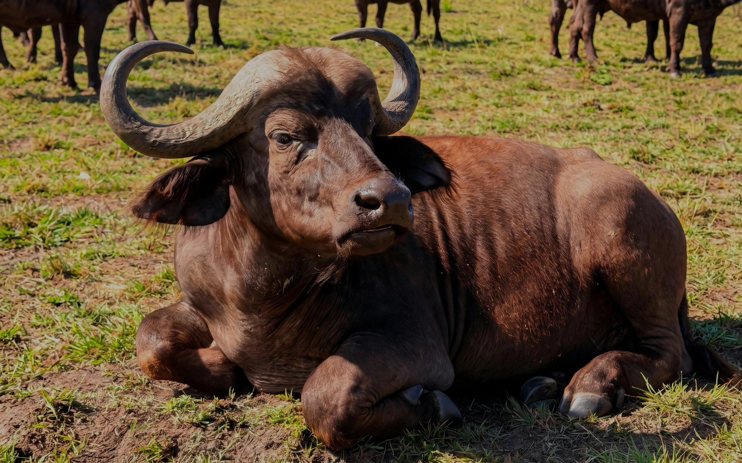 Buffalo resting on grassland in Masai Mara Safari, Kenya.