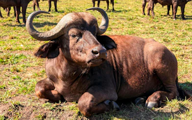 Buffalo resting on grassland in Masai Mara Safari, Kenya.
