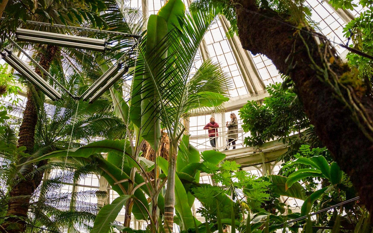 Copenhagen Botanical Garden greenhouse interior with visitors on walkway.