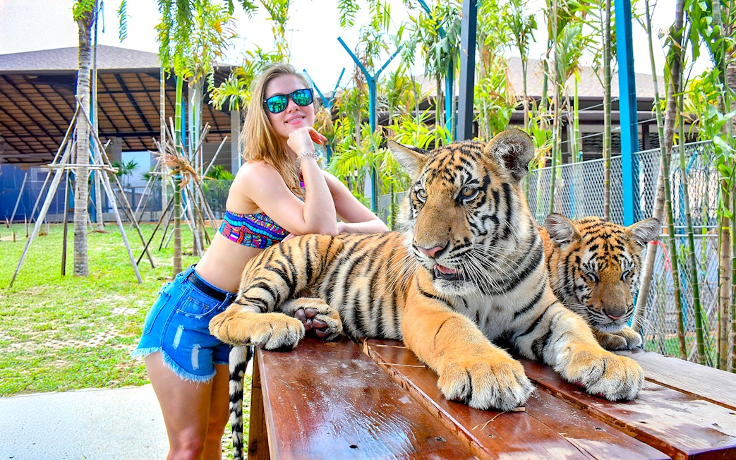 Interactive tiger experience at Tiger Park for non-Thai residents.