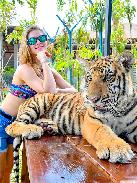 Interactive tiger experience at Tiger Park for non-Thai residents.