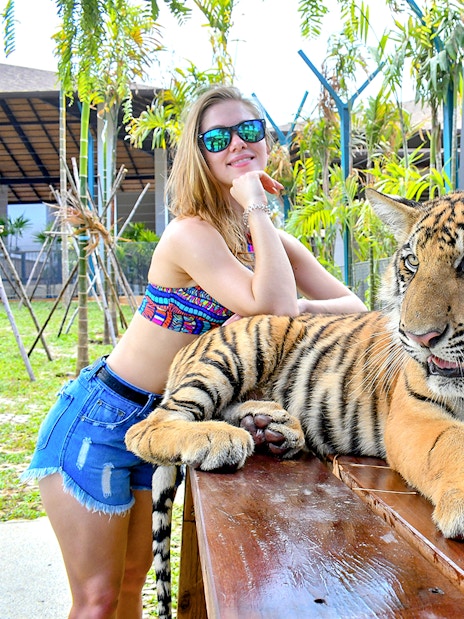 Interactive tiger experience at Tiger Park for non-Thai residents.