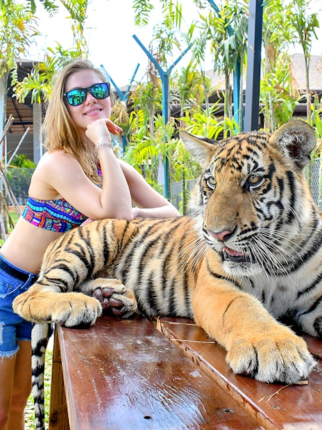 Interactive tiger experience at Tiger Park for non-Thai residents.