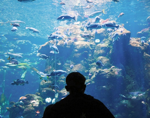 California Academy of Sciences