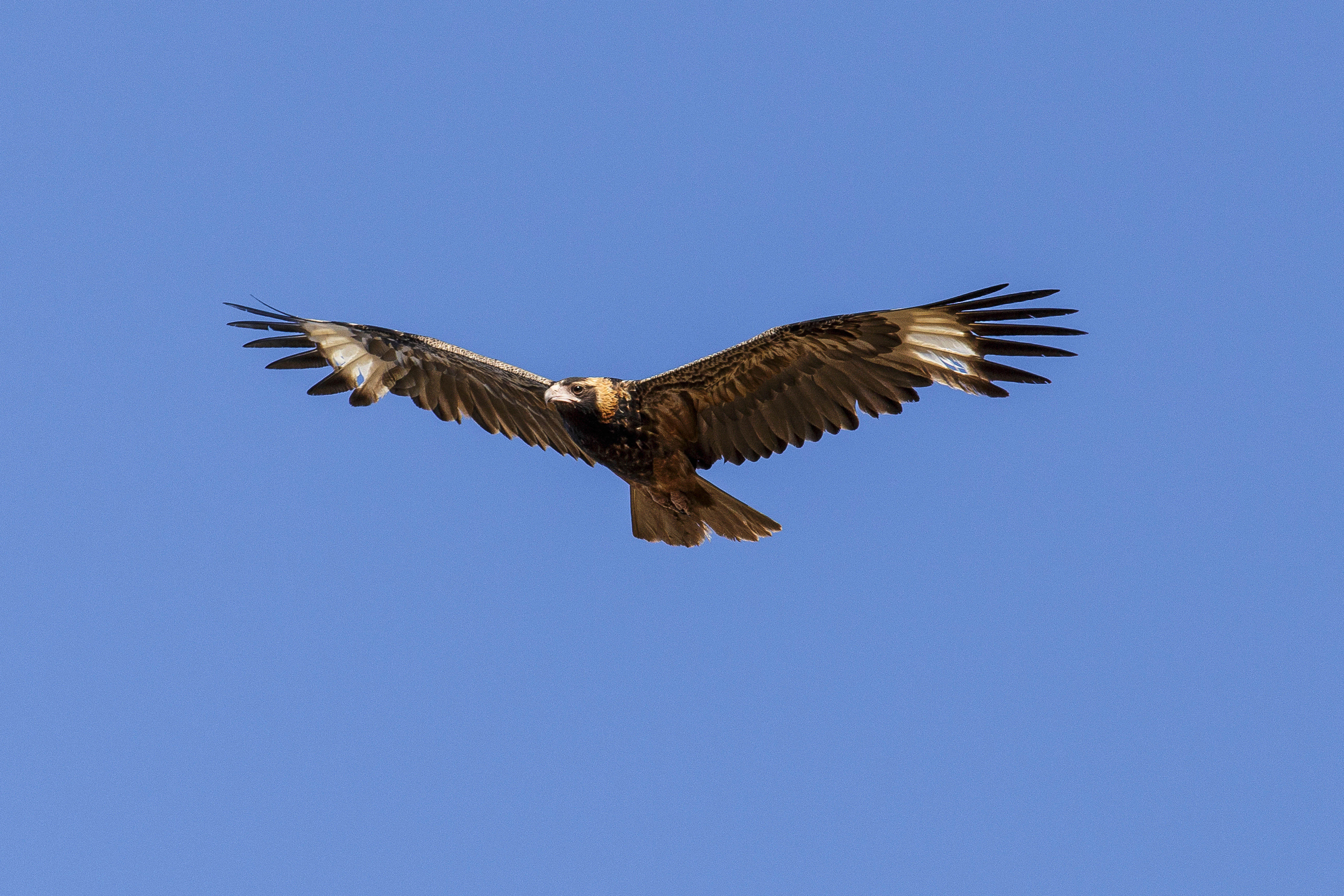 Wedge-tailed eagle soaring in clear blue Australian sky.