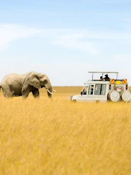African elephant near tourist vehicle in Masai Mara National Reserve, Kenya.