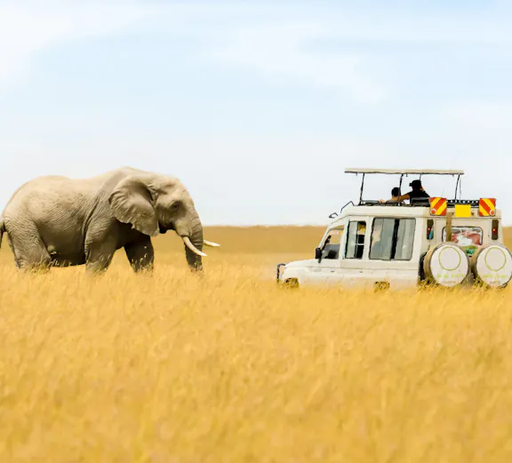 African elephant near tourist vehicle in Masai Mara National Reserve, Kenya.