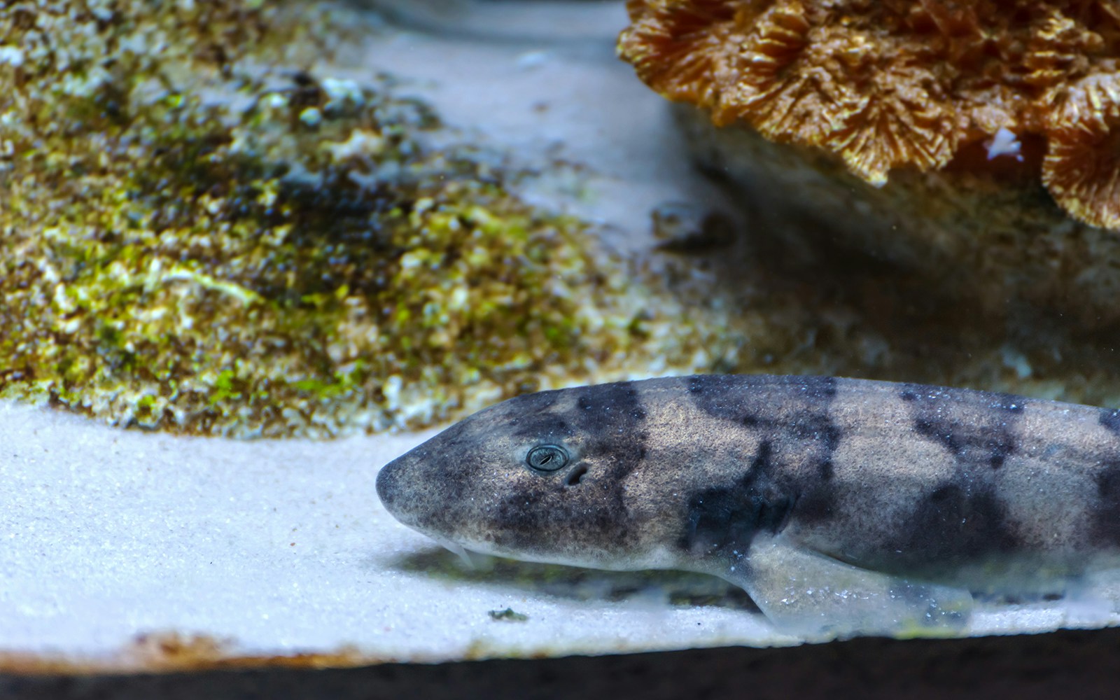 Bamboo sharks