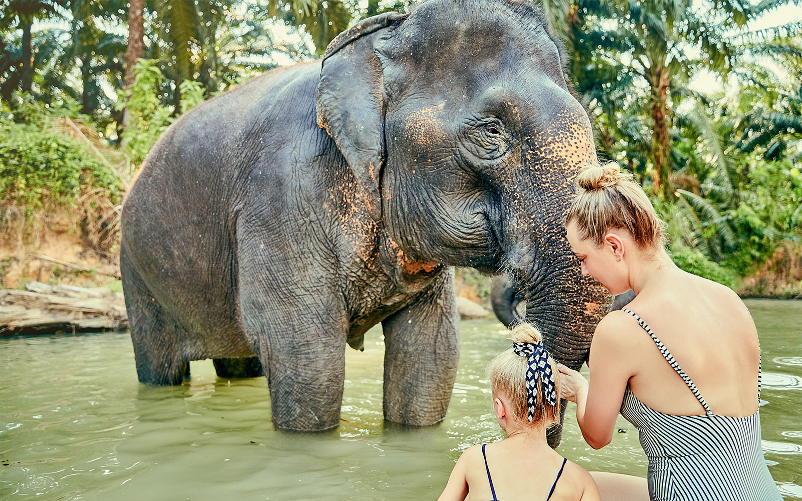 Elephant interacting with visitors at Elephant Jungle Sanctuary, Pattaya.