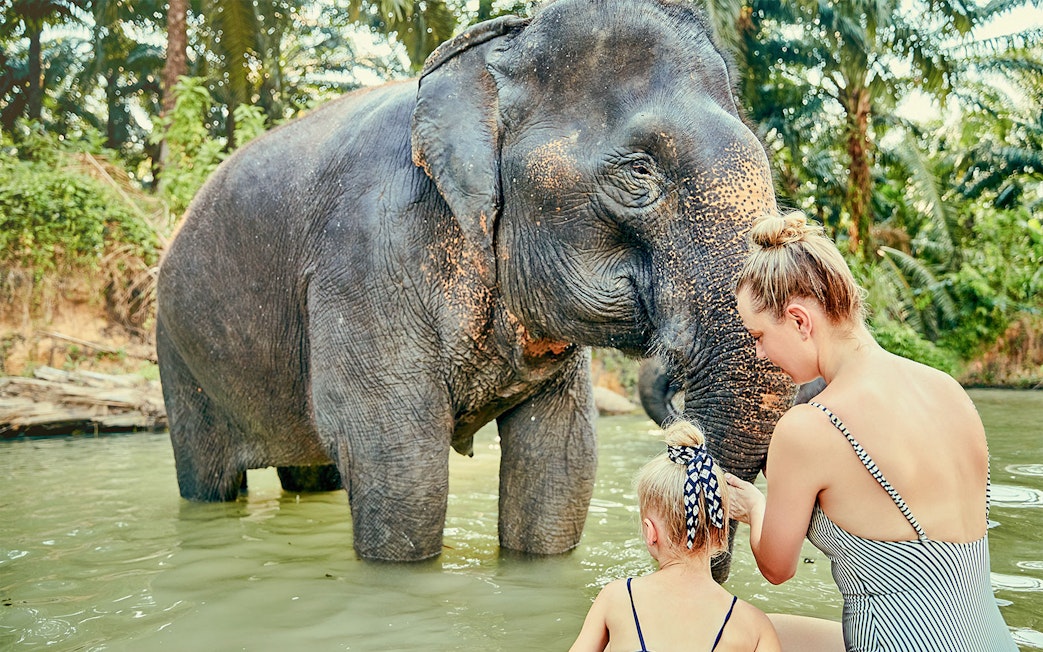 Elephant interacting with visitors at Elephant Jungle Sanctuary, Pattaya.