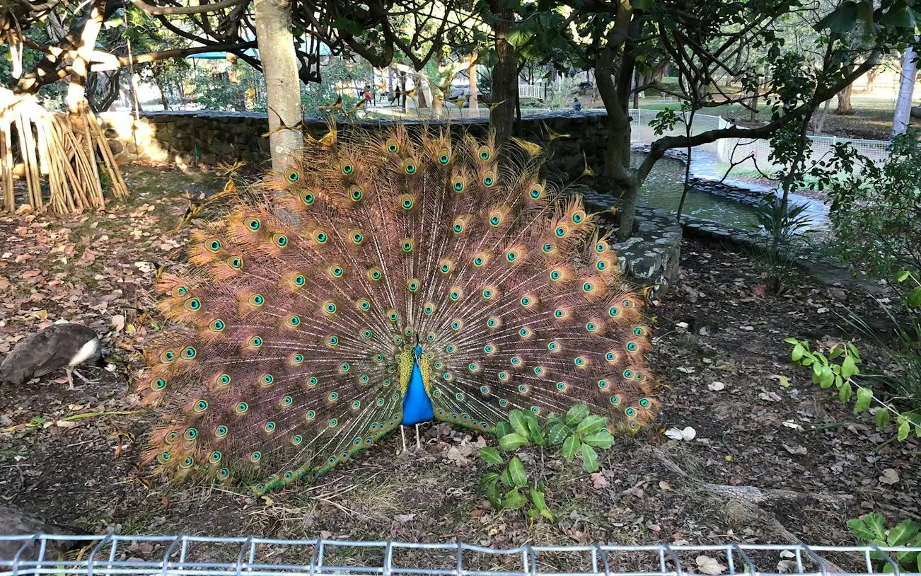 Peacock displaying feathers in a garden setting, Gold Coast.