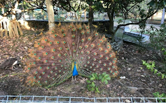 Peacock displaying feathers in a garden setting, Gold Coast.