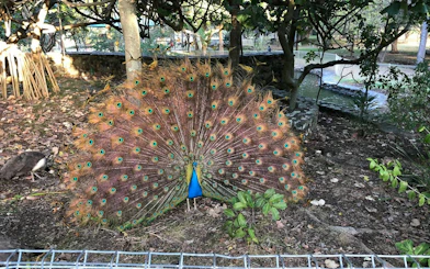 Peacock displaying feathers in a garden setting, Gold Coast.