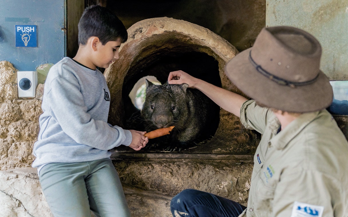 Child feeding a wombat at Ballarat Wildlife Park, Australia.