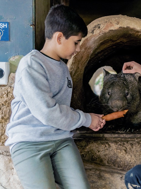 Child feeding a wombat at Ballarat Wildlife Park, Australia.