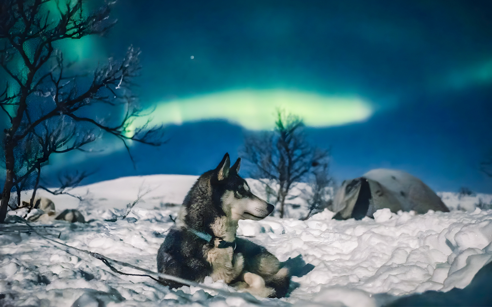 Husky resting in snowy landscape under Northern Lights during sleigh ride tour.