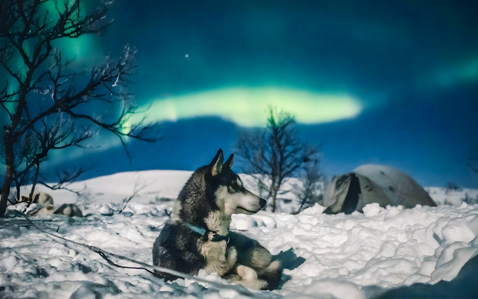 Husky resting in snowy landscape under Northern Lights during sleigh ride tour.