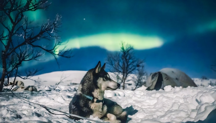 Husky resting in snowy landscape under Northern Lights during sleigh ride tour.