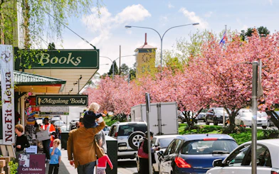 Street near Sydney Zoo with cherry blossoms and people walking.