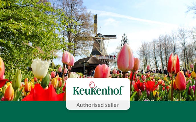 Tulips blooming at Keukenhof Gardens with a windmill in Amsterdam.
