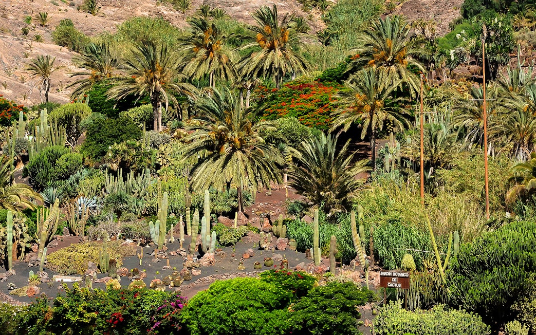 Lush palm trees and cacti at Oasis Wildlife Fuerteventura entrance.