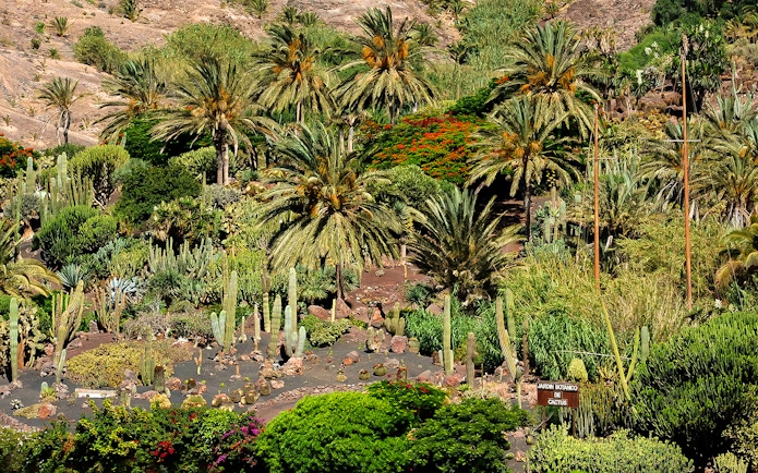 Lush palm trees and cacti at Oasis Wildlife Fuerteventura entrance.