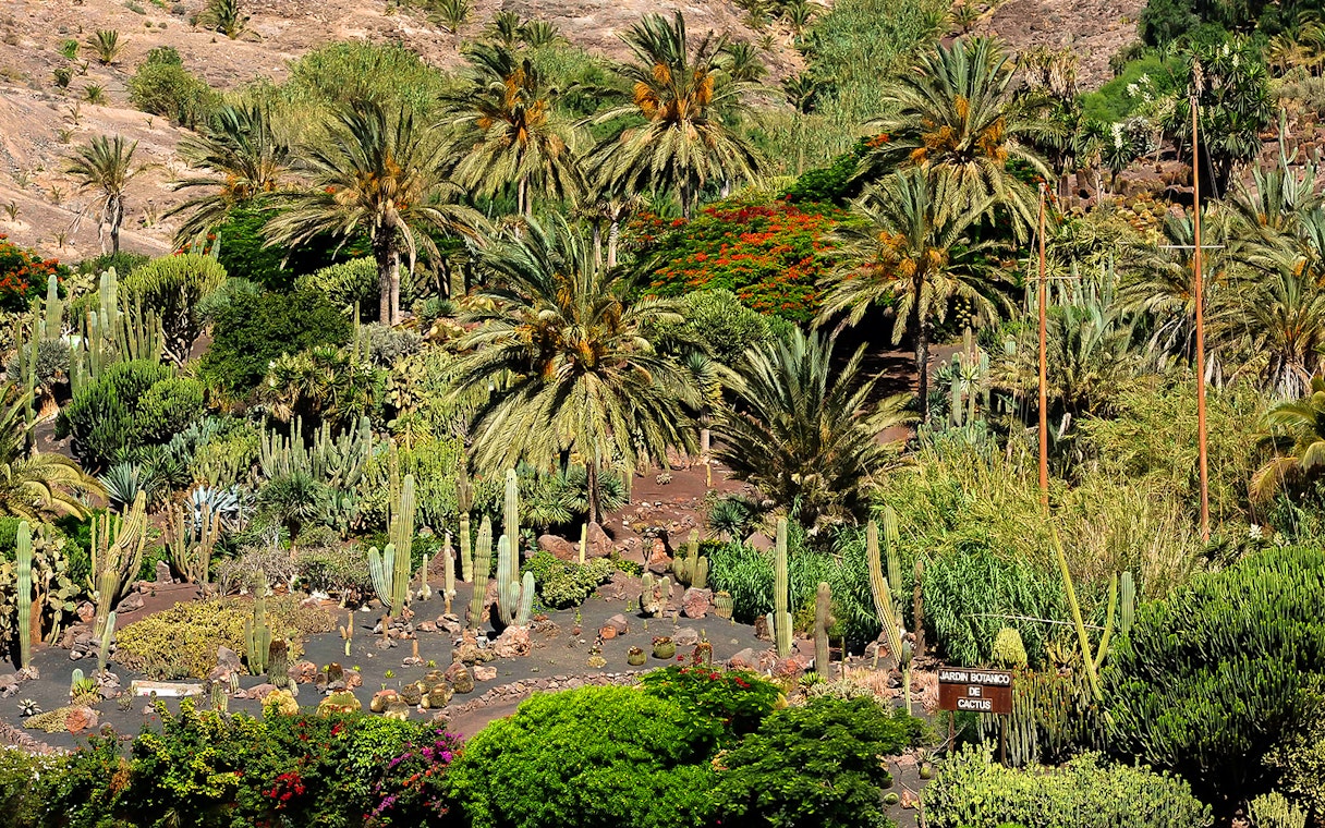 Lush palm trees and cacti at Oasis Wildlife Fuerteventura entrance.