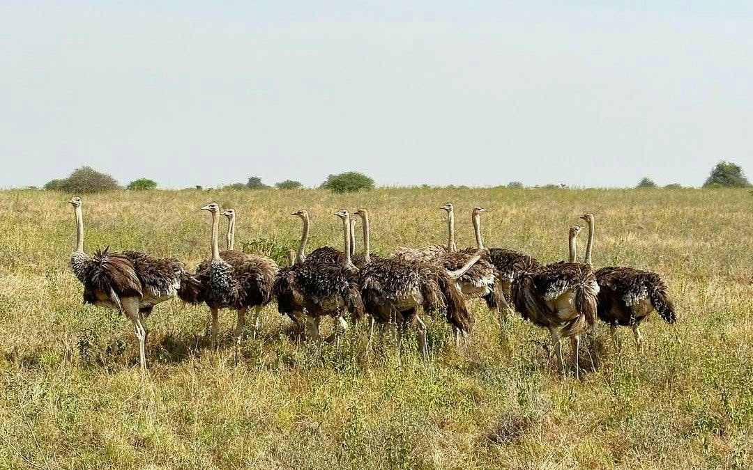 Ostrich group in Nairobi National Park grassland during safari.