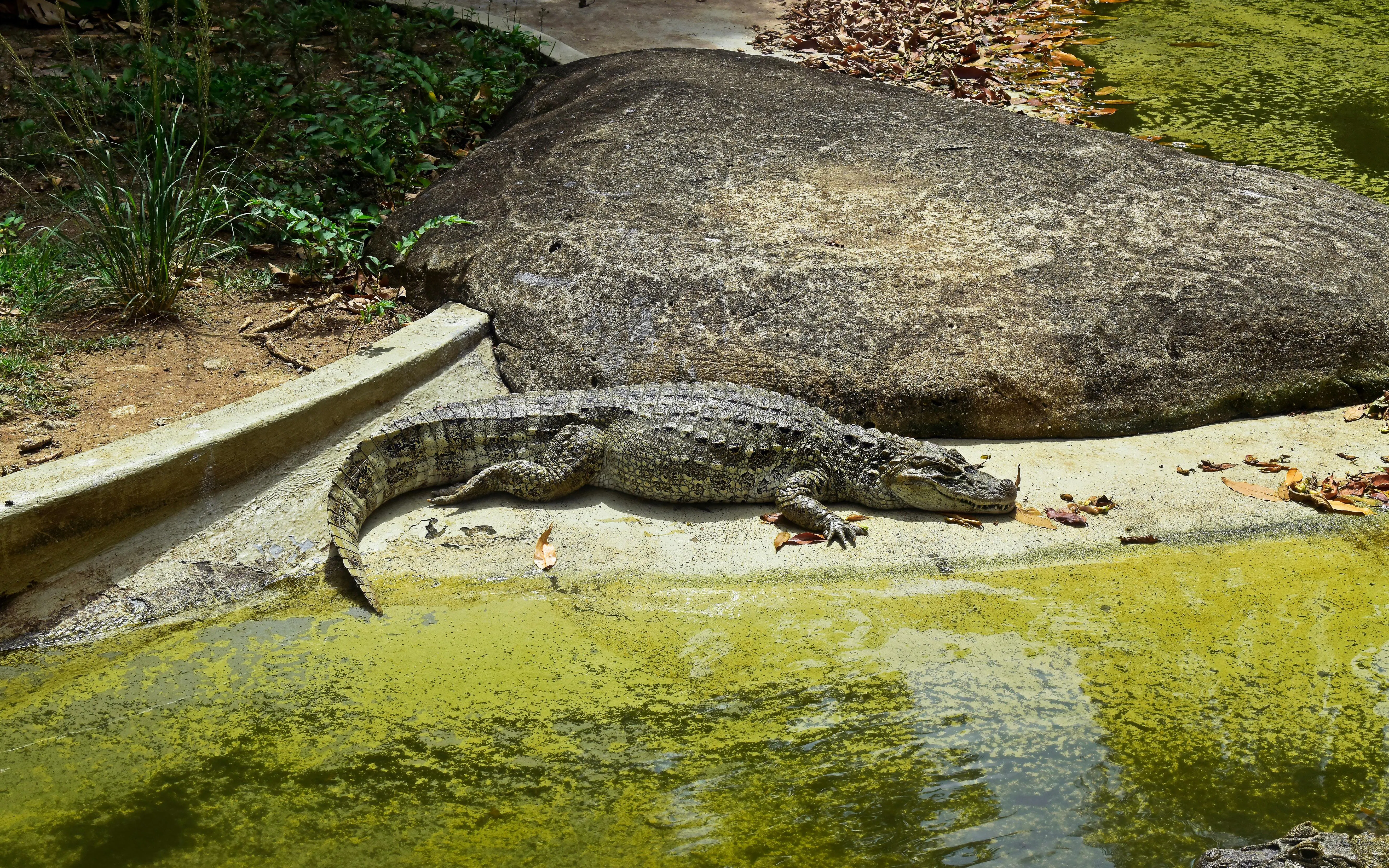 Caiman resting by a lake at BioParque Rio, Rio de Janeiro, Brazil.