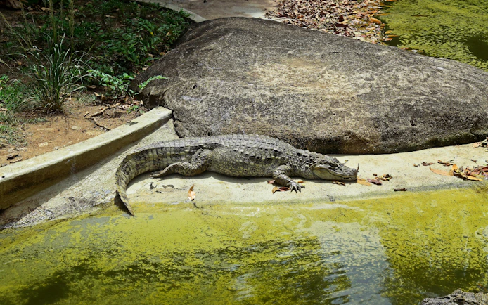 Caiman resting by a lake at BioParque Rio, Rio de Janeiro, Brazil.