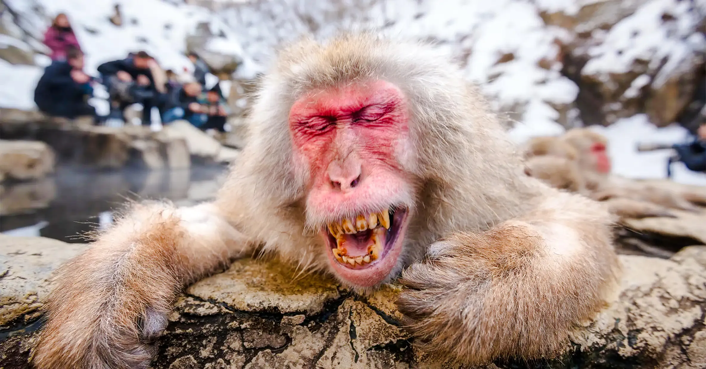 From Tokyo: Private Jigokudani Snow Monkey Park Day Trip with Driver Image 10